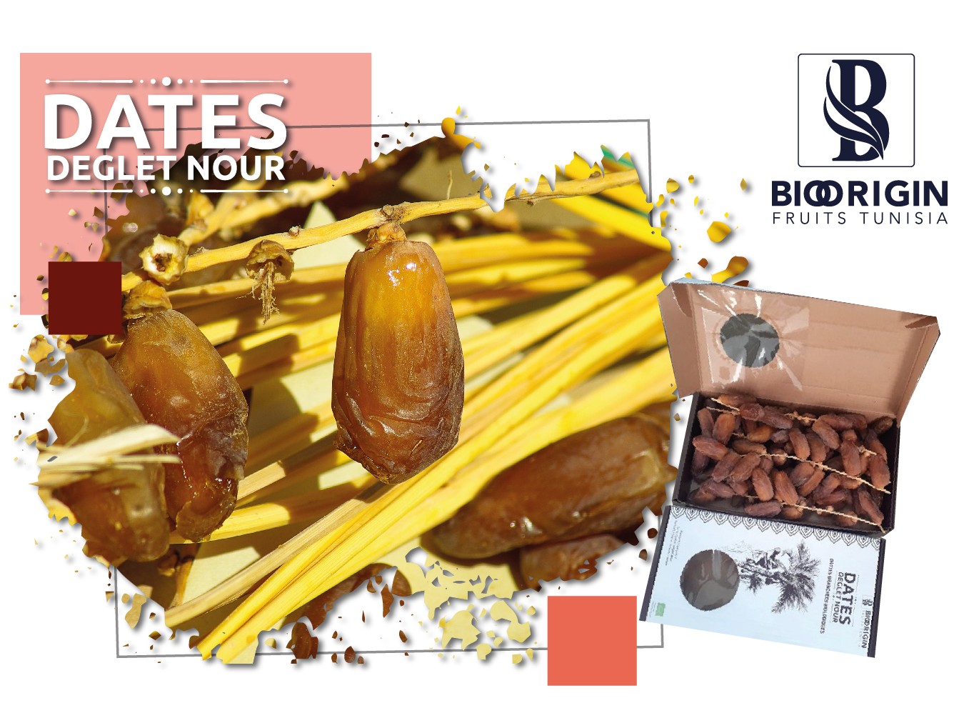 Dattes branchées Deglet Nour – Dattes biologiques tunisiennes